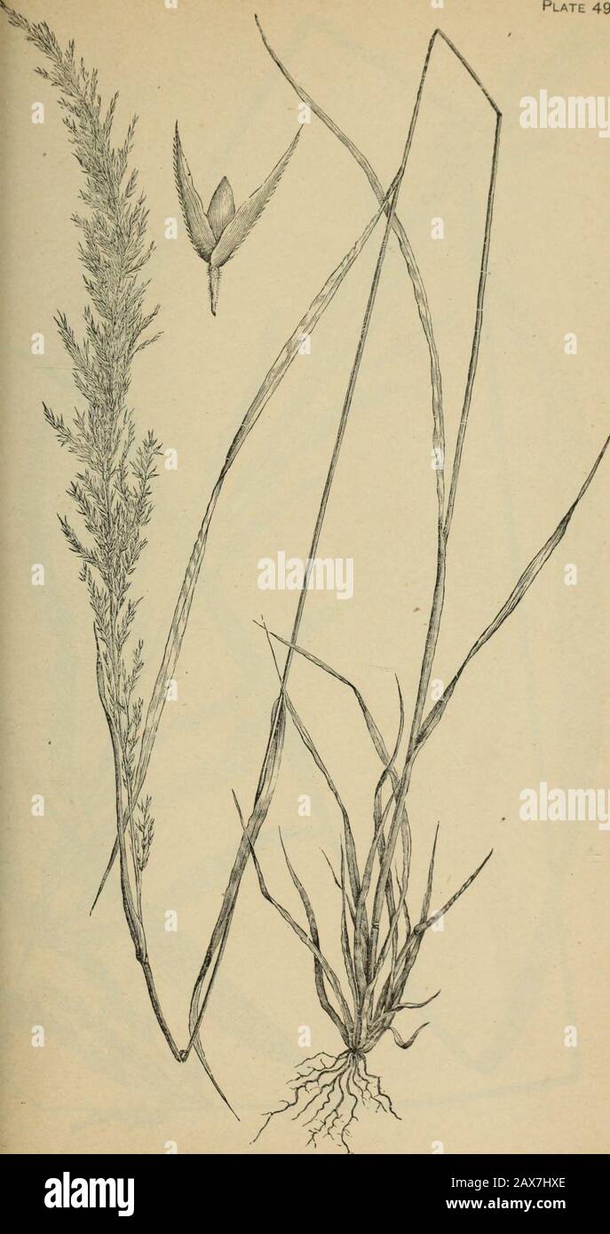 The agricultural grasses and forage plants of the United States; and such foreign kinds as have been introduced . Agrostis vulgaris, Red top marx de:: Plate 49.. Agrostis exarata, Western red top. Plate 50. Stock Photo