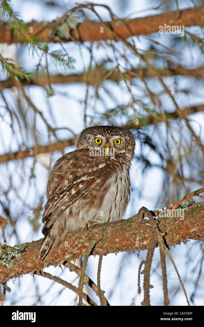 The Eurasian pygmy owl (Glaucidium passerinum) is the smallest owl in Europe, found in the boreal forests of Northern and Central Europe and Siberia. Stock Photo