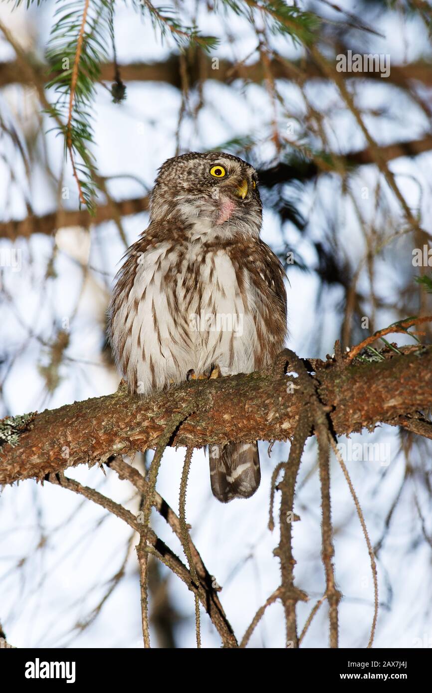 The Eurasian pygmy owl (Glaucidium passerinum) is the smallest owl in Europe, found in the boreal forests of Northern and Central Europe and Siberia. Stock Photo
