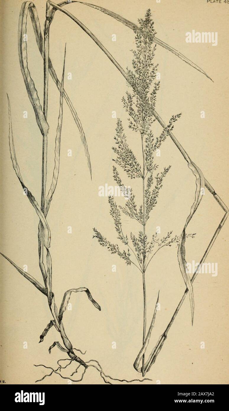 The agricultural grasses and forage plants of the United States; and such foreign kinds as have been introduced . Sporobolus Indious, Smut grass Plate 48.. Agrostis vulgaris, Red top marx de:: Plate 49. Stock Photo