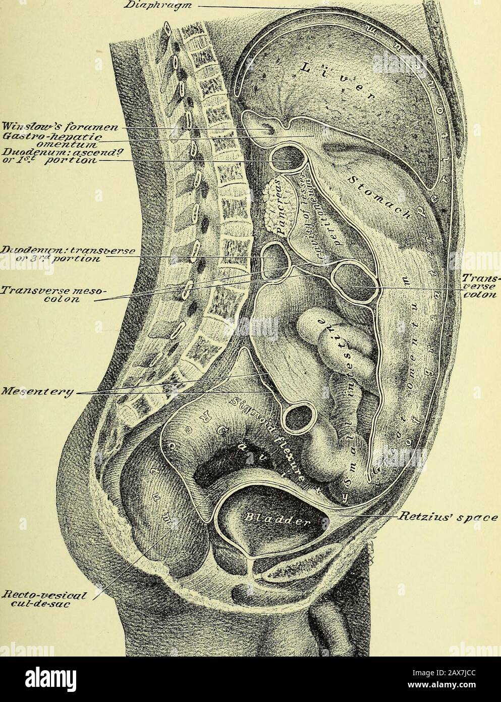 Practical human anatomy [electronic resource] : a working-guide for students of medicine and a ready-reference for surgeons and physicians . PLATE 31. PLATE 32 Stock Photo