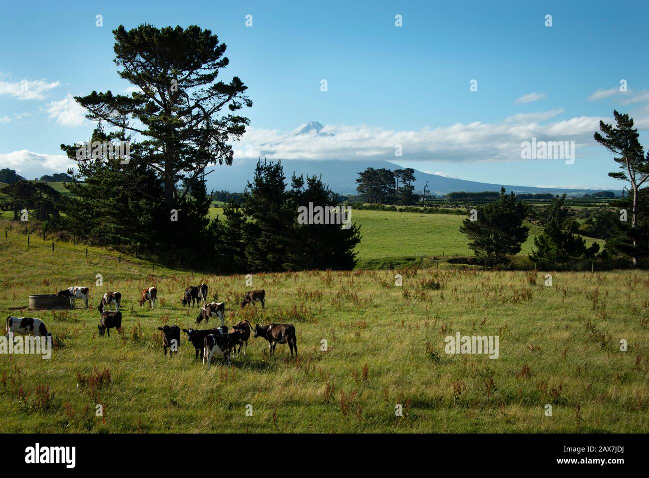 Cattles grazing on the green paddock with Mt Taranaki in the distance Stock Photo