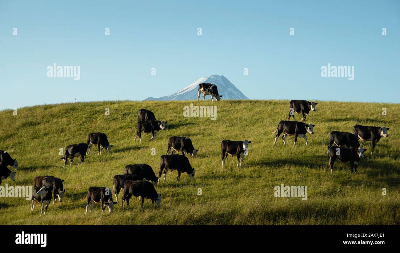 Cattles grazing on the green paddock with Mt Taranaki in the background Stock Photo