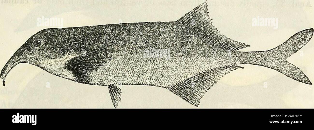 Catalogue of the fresh-water fishes of Africa in the British Museum (Natural History) . l, 16 round caudal peduncle. Brownish above, silvery whitebeneath. Total length 240 millim. Upper Niger.J. Type. Jefeba. Capt. G. F. Ahadie (P.). ?&gt;:&gt;. GNATHONEMUS TAMANDUA. Mormyitis tamandua, Giinth. Proc. Zool. Soc. 1864, p. 22, pi. ii. fig. 1. and Cat. Fish. vi. p. 217 (1866).Gnathonemux tamandua, Bouleng. Proc. Zool. Soc. 1898, p. 809, and Poiss. Bass. (ongo, p. 102 (1901).Cumpylornormyrus tamandua, Pappenh. Mittli. Zool. Mus. Berl. iii. 1907, p. 359, pi. ii. figs. 2 & 3. Depth of body 4 to 4-J- Stock Photo