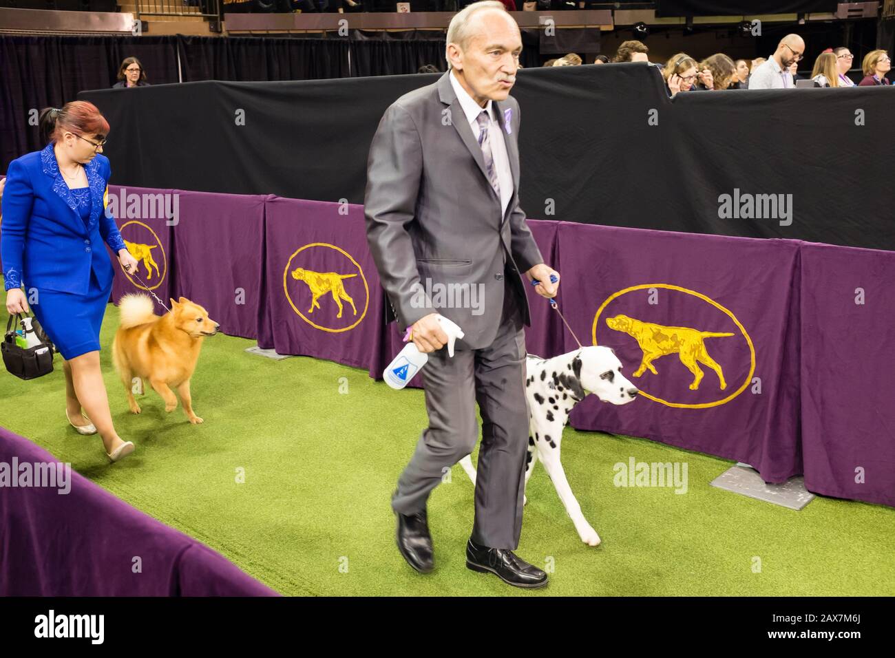 New York, NY, USA. 10th Feb, 2020. The non-sporting group enters the show ring at the 144th Westminster Kennel Club Dog show at New York's Madison Square Garden. Credit: Ed Lefkowicz/Alamy Live News Stock Photo