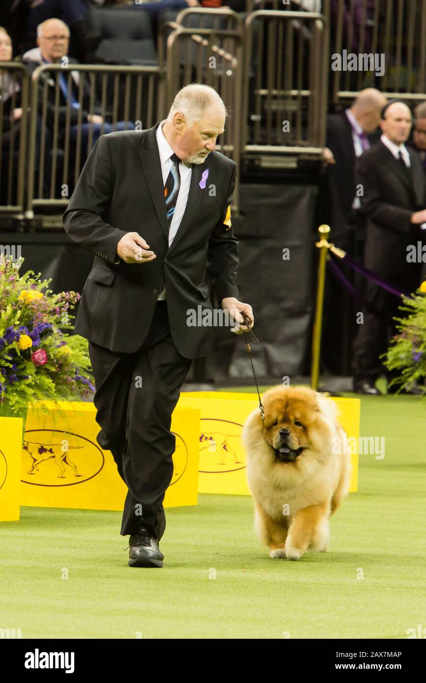 Chow chow kennel club online