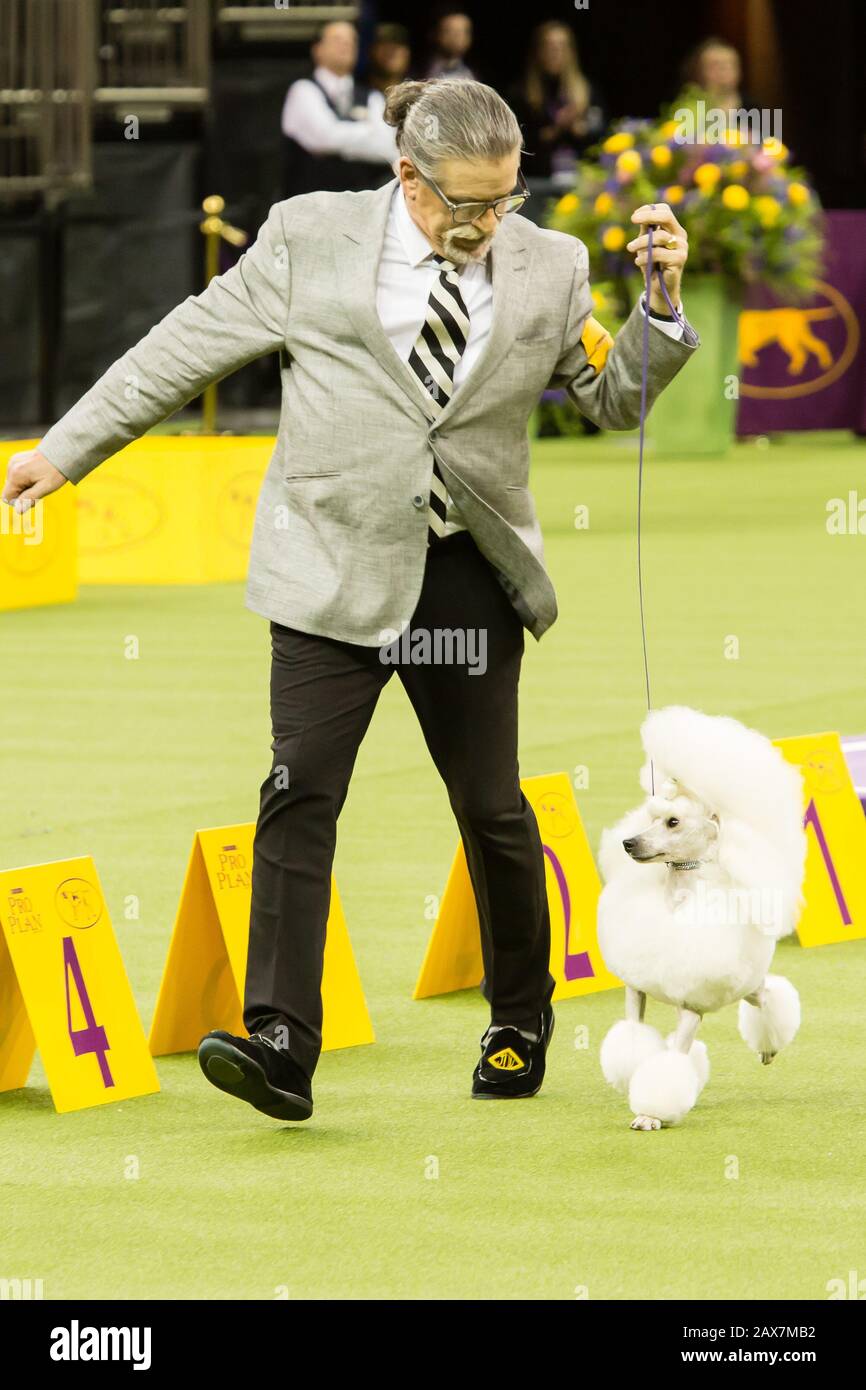 kennel club miniature poodle