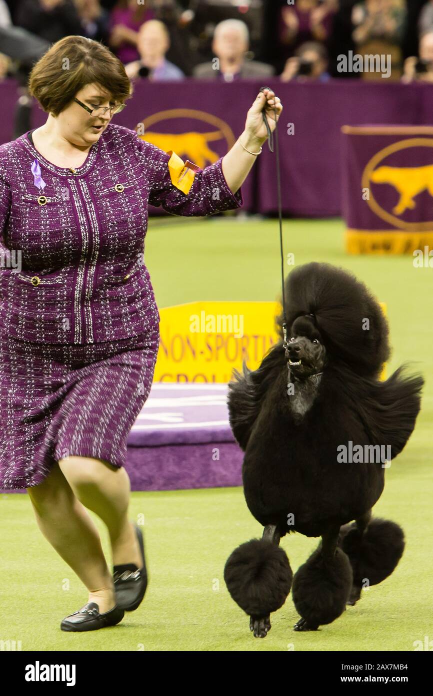 New York, NY, USA. 10th Feb, 2020. The standard poodle Siba goes through hjer paces during the non-sporting judging at the 144th Westminster Kennel Club Dog show at New York's Madison Square Garden. Siba came in first in the non-sporting group judging. Credit: Ed Lefkowicz/Alamy Live News Stock Photo