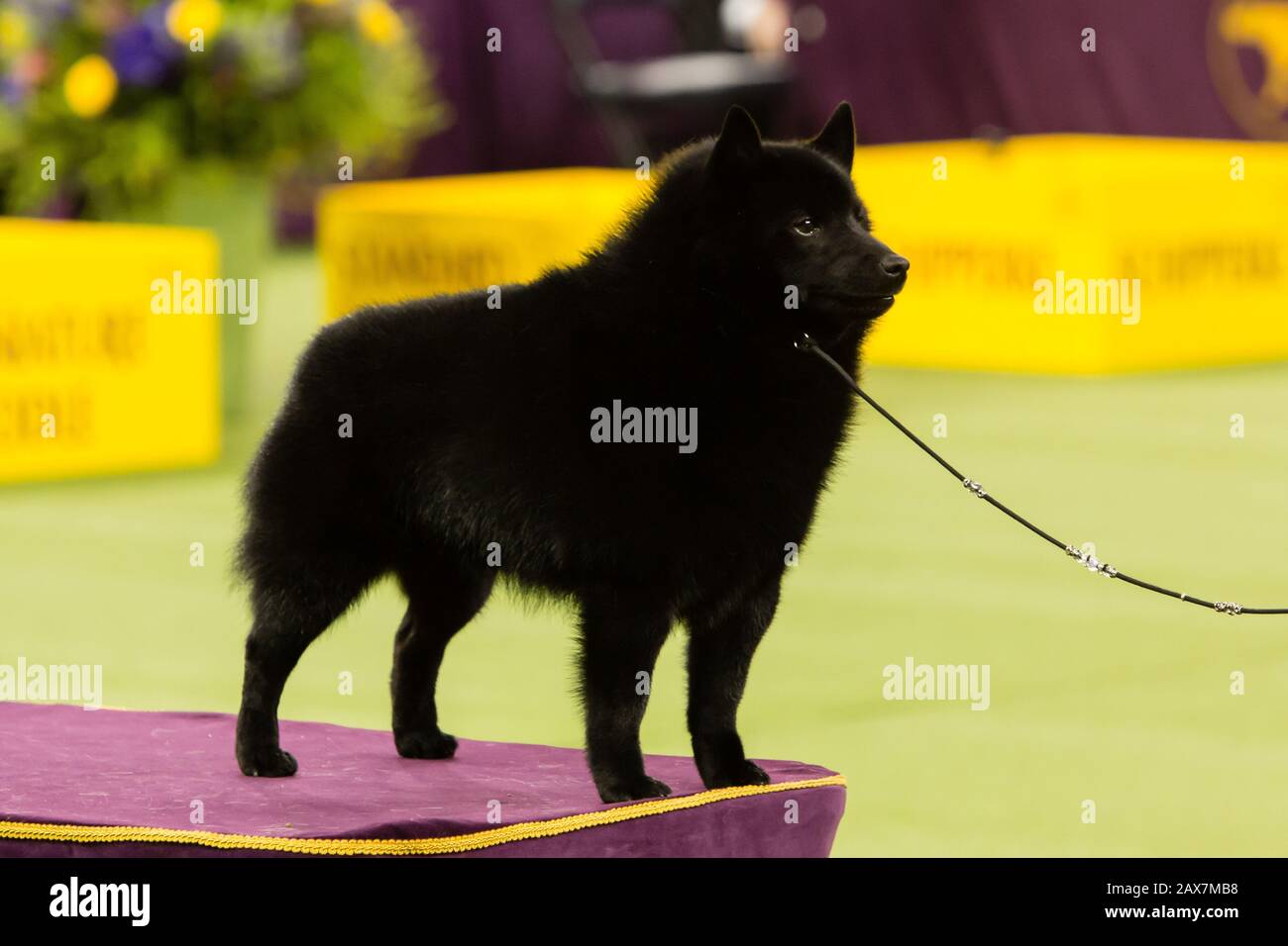 what happened to the schipperke at westminster