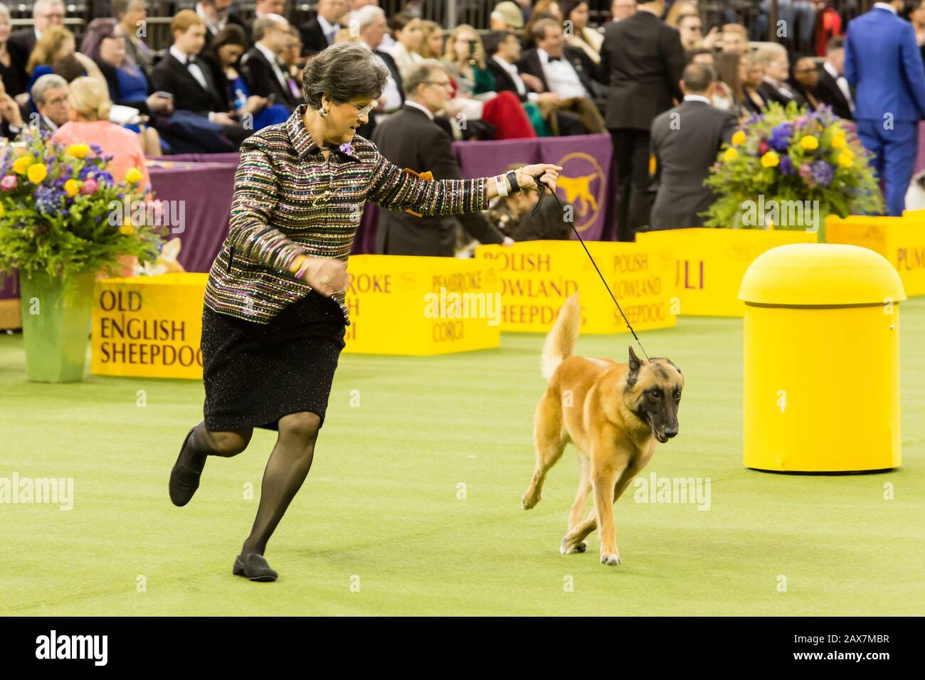 New York, NY, USA. 10th Feb, 2020. Goli, a Belgian Malinois, goes through  his paces during the judging of herding breeds at the 144th Westminster Kennel  Club Dog show at New York's