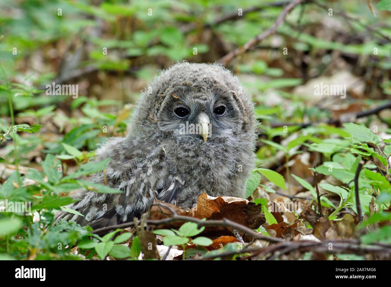 The Ural owl (Strix uralensis) is a fairly large nocturnal owl. It is a member of the true owl family, Strigidae. young bird/birds Stock Photo