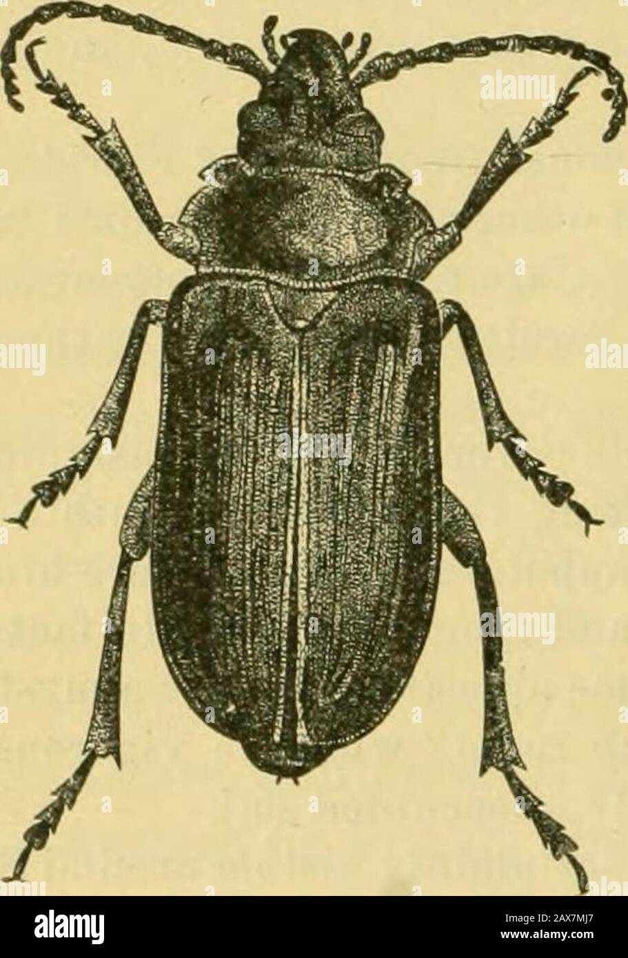 Fifth report of the United States Entomological Commission, being a revised and enlarged edition of Bulletin no7, on insects injurious to forest and shade trees . nd markings with those ofOrthosoma. The callosities on the upper side of the abdominal segments differslightly iu having the transverse areas not divided by a median impressed line, asthey are in Orthosoma (see PI. xxxv, Fig. 1). The thoracic feet as in Orthosoma, butthe spiracles are much larger in proportion. Head as in Orthosoma, except that the front edge of the epicrauium next to theclypeus is smooth and straight, not dentate, a Stock Photo