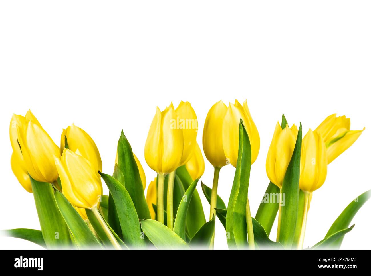 Border of yellow tulips isolated on white background Stock Photo - Alamy