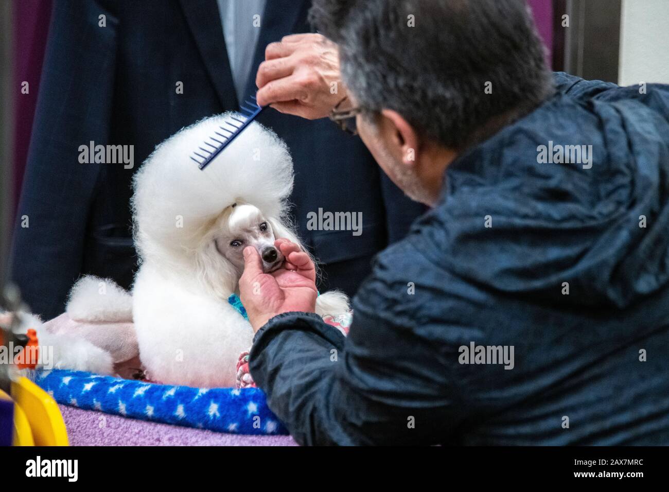 New York, USA. 10th Feb, 2020. Cami the Toy Poodle gets groomed backstage before competing in the Toy group category at the 144th Westminster Kennel Club Dog show in New York city's Madison Square Garden. Cami, a 4-year-old veteran competitor whose formal competition name is Smash Jp Copenhagen, took 3rd place.  Credit: Enrique Shore/Alamy Live News Stock Photo