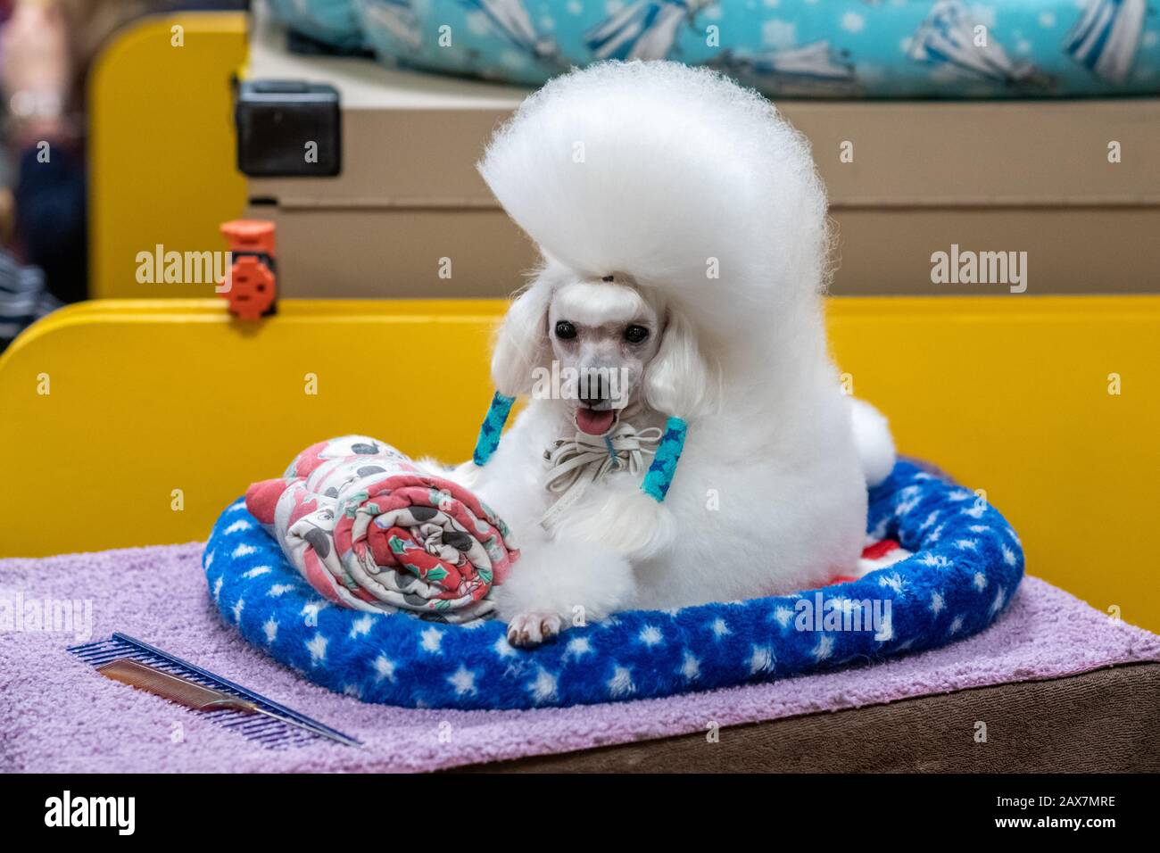 New York, USA. 10th Feb, 2020. Cami the Toy Poodle awaits before competing in the Toy group category at the 144th Westminster Kennel Club Dog show in New York city's Madison Square Garden. Cami, a 4-year-old veteran competitor whose formal competition name is Smash Jp Copenhagen, took 3rd place.  Credit: Enrique Shore/Alamy Live News Stock Photo
