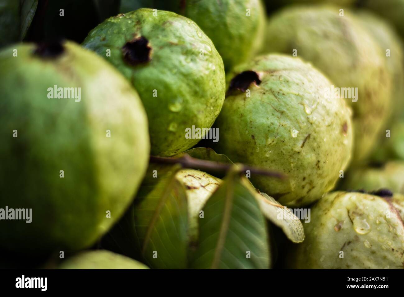 Indian fresh guava fruits on a street fruits market Stock Photo Alamy