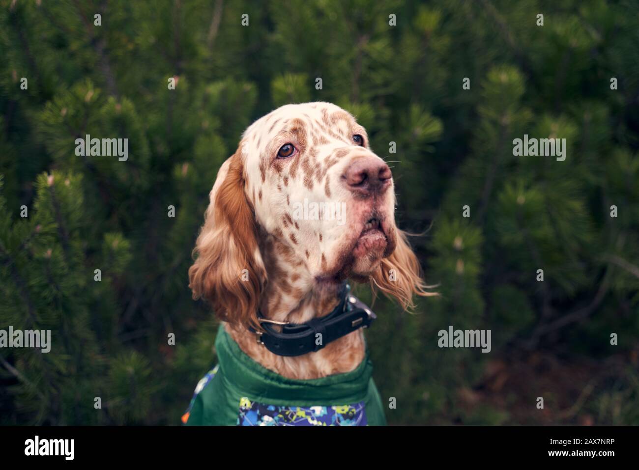 brown dog with spots on muzzle hanging curly ears Stock Photo