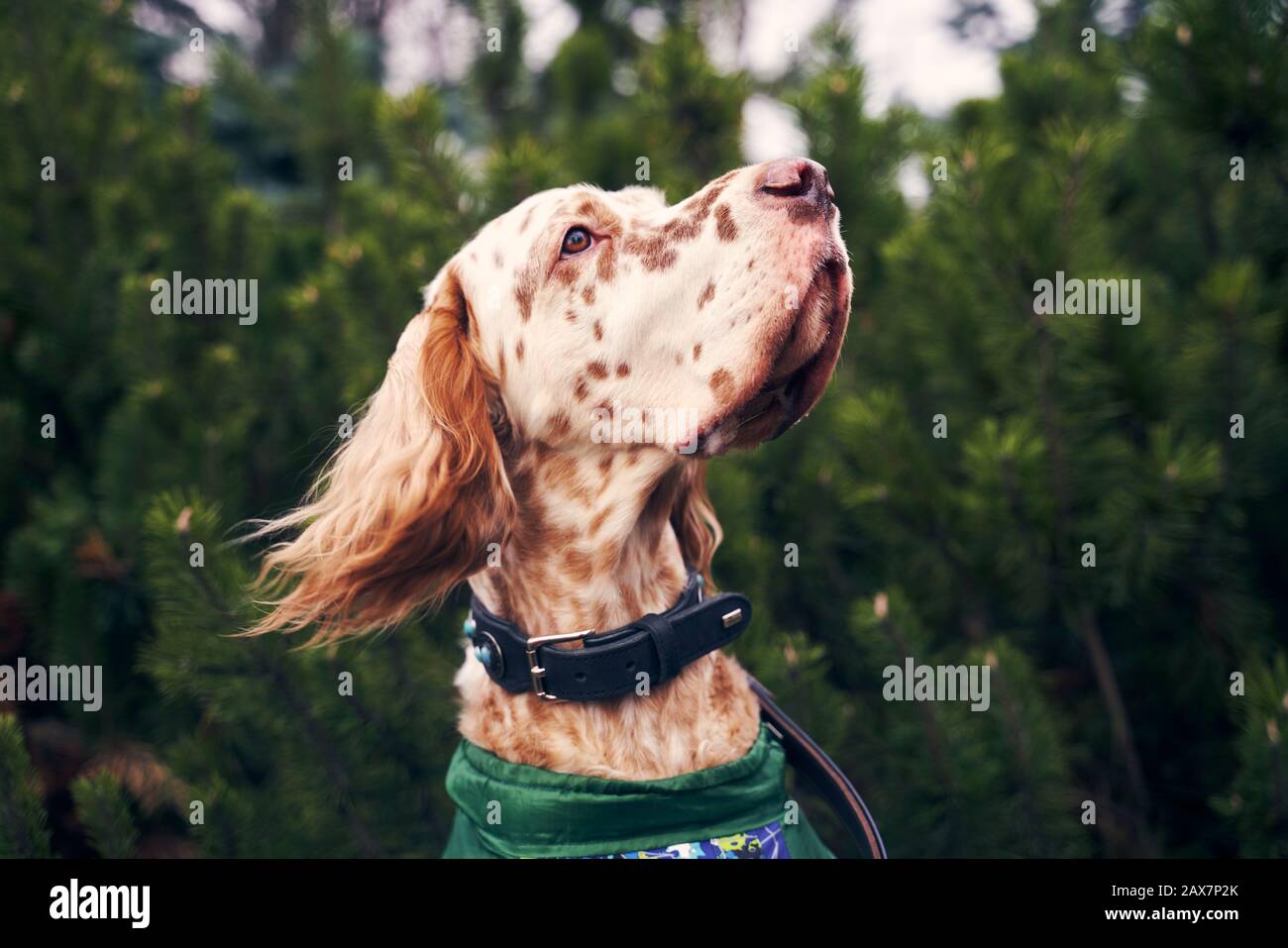 brown dog with spots on muzzle hanging curly ears Stock Photo