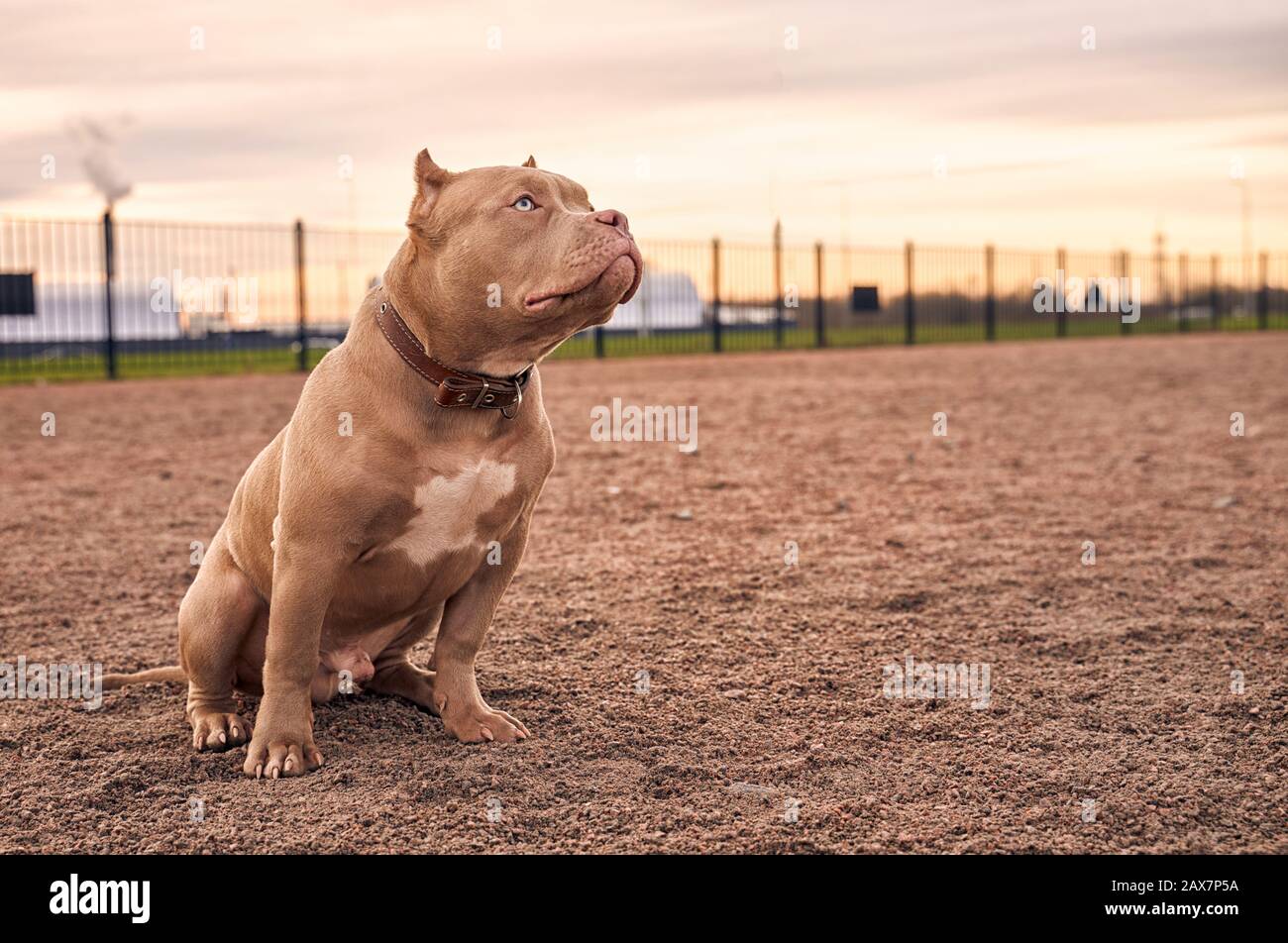 American bully dog hi-res stock photography and images - Alamy