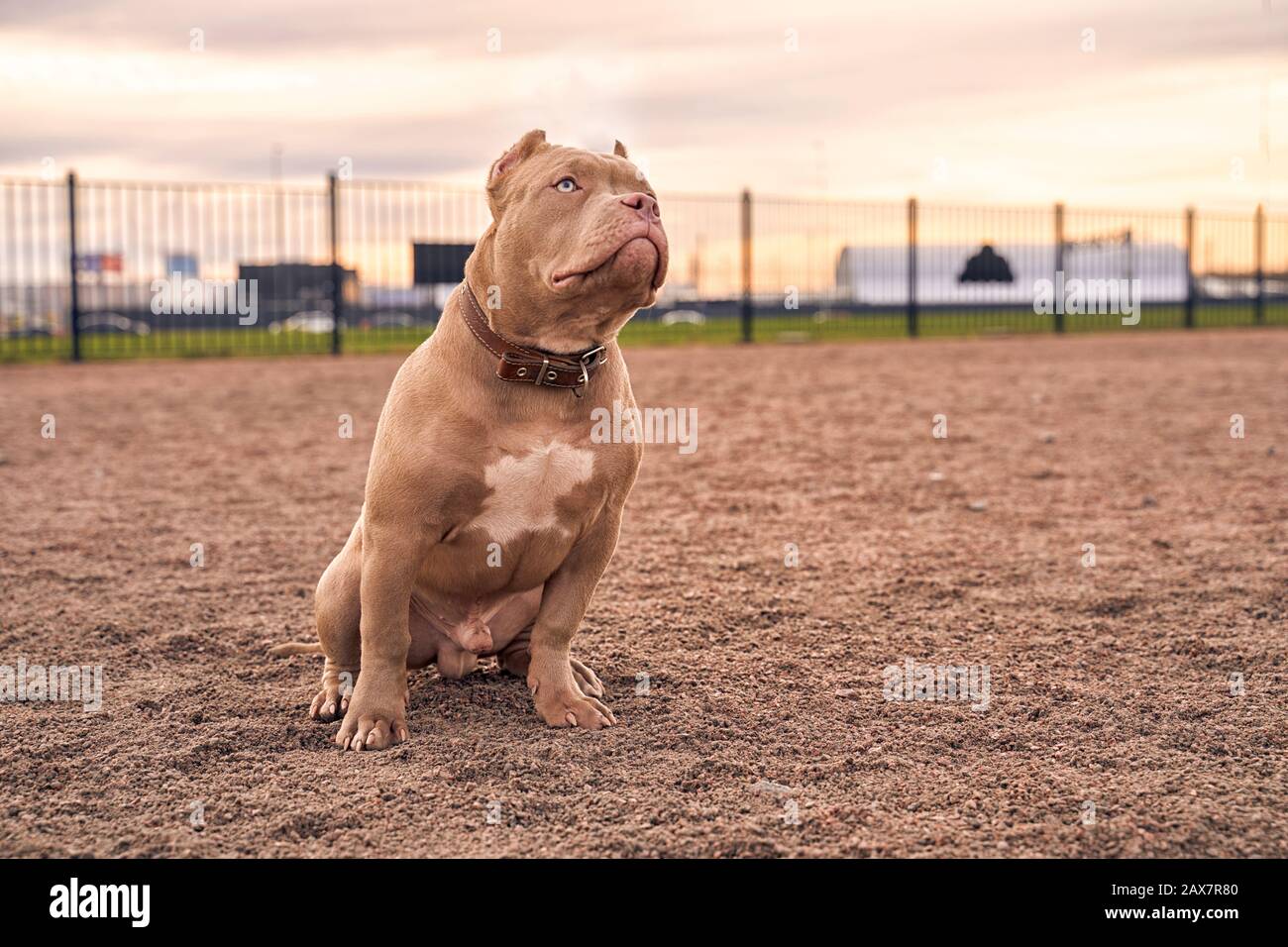 Muzzle for american bully cheap