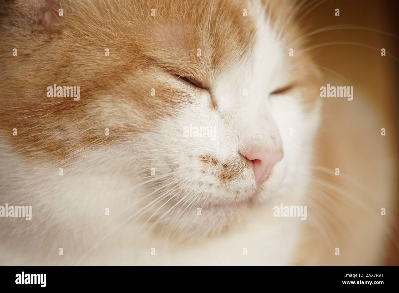 Happy ginger white cat face with closed eyes. Pet portrait closeup. Stock Photo