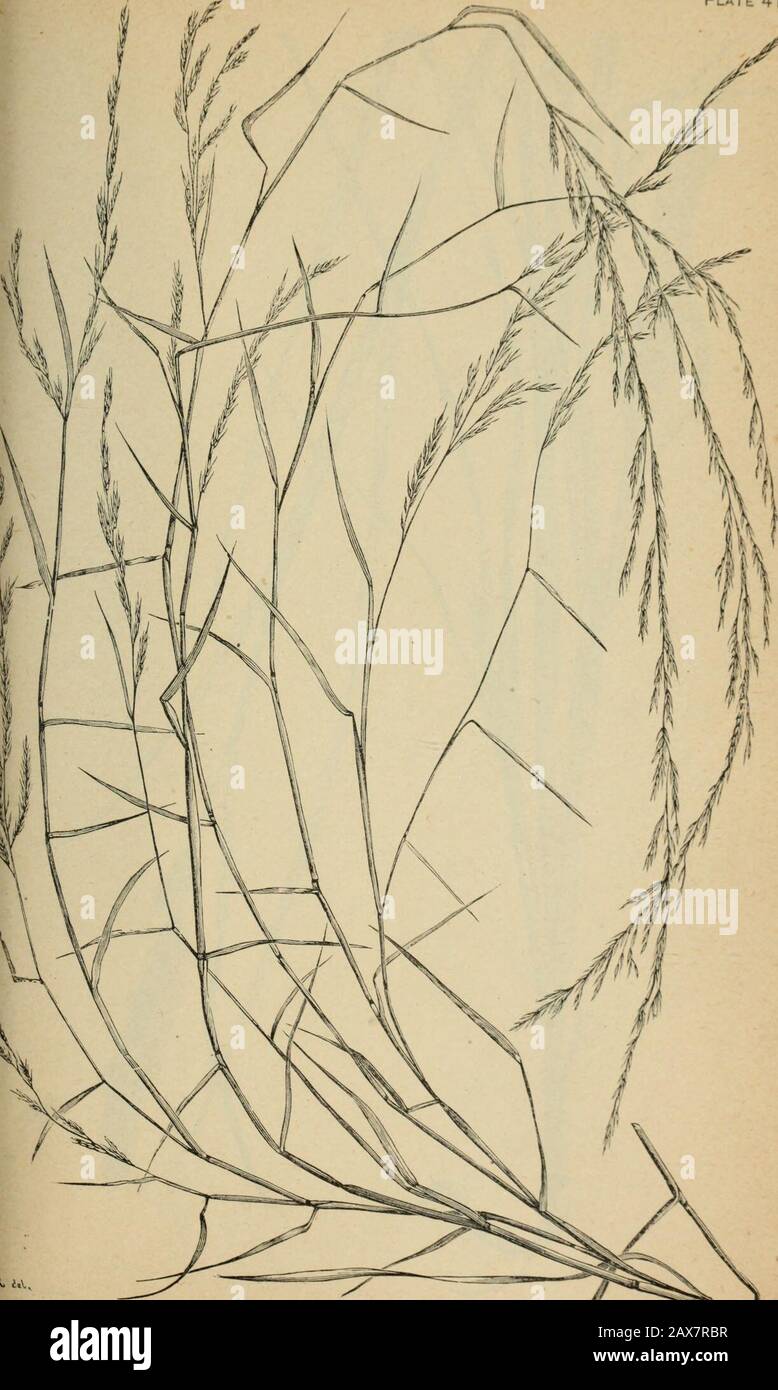 The agricultural grasses and forage plants of the United States; and such foreign kinds as have been introduced . Milium eppusum. Plate 41. MUHLENBERGIA DIFFUSA, Nimble Will. Stock Photo