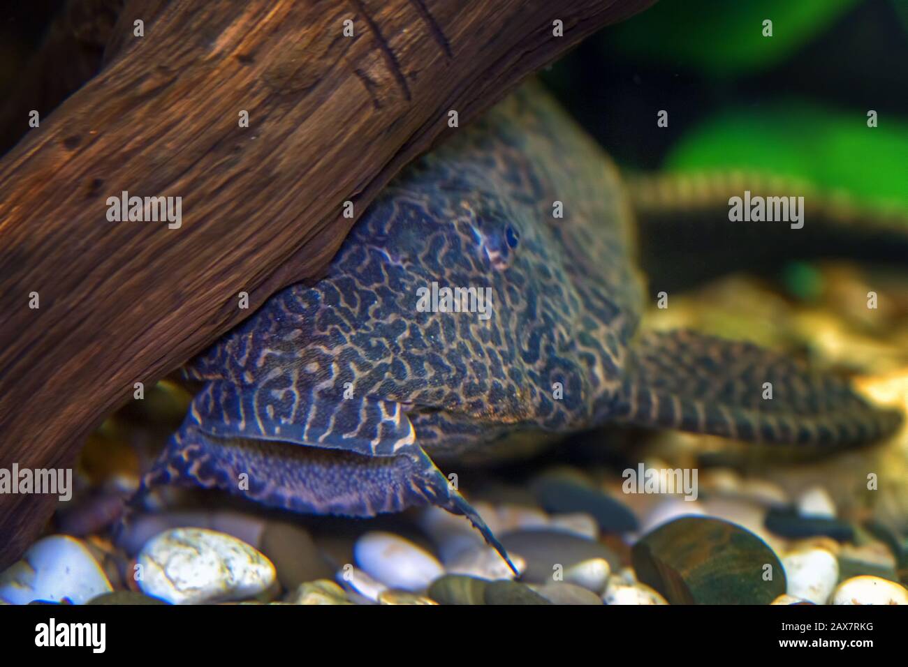 Spotted brocade catfish pterigoplicht under snag. Selective focus Stock Photo
