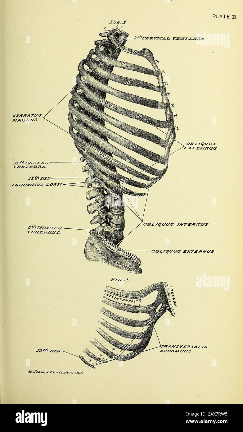 Practical human anatomy [electronic resource] : a working-guide for students of medicine and a ready-reference for surgeons and physicians . rnal) abdominalring, superiorly and internally, to where it enters the sheathof the rectus abdominis muscle—about on the bis-iliac line.Within the sheath it passes superiorly, through the containedmuscle, and anastomoses with the superior epigastric artery ;the latter artery is one of the terminal branches of the internalmammary artery, which enters the superior part of the rectusmuscle, from the thorax. Dissection.—Slit up the internal spermatic (infundi Stock Photo