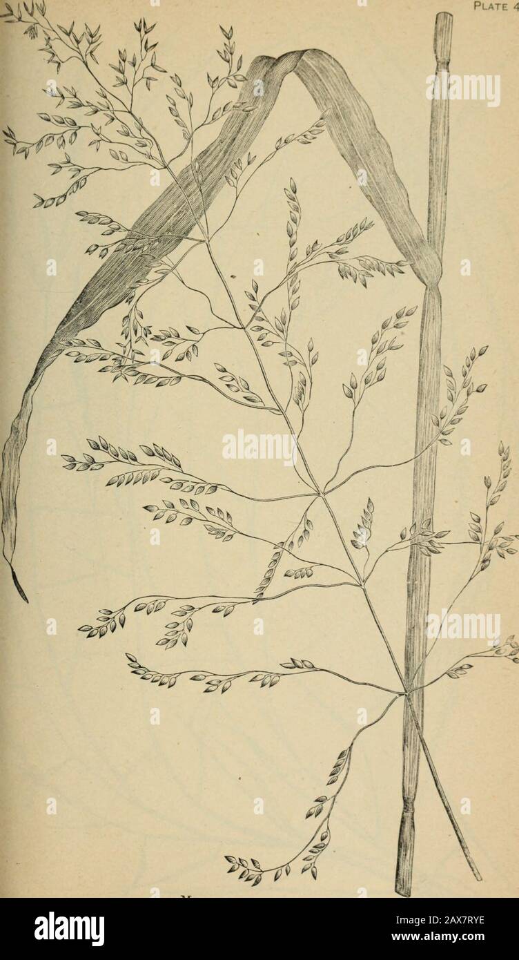The agricultural grasses and forage plants of the United States; and such foreign kinds as have been introduced . Oryzopsis cuspidata, Indian millet grass. Plate 40.. Milium eppusum. Plate 41 Stock Photo