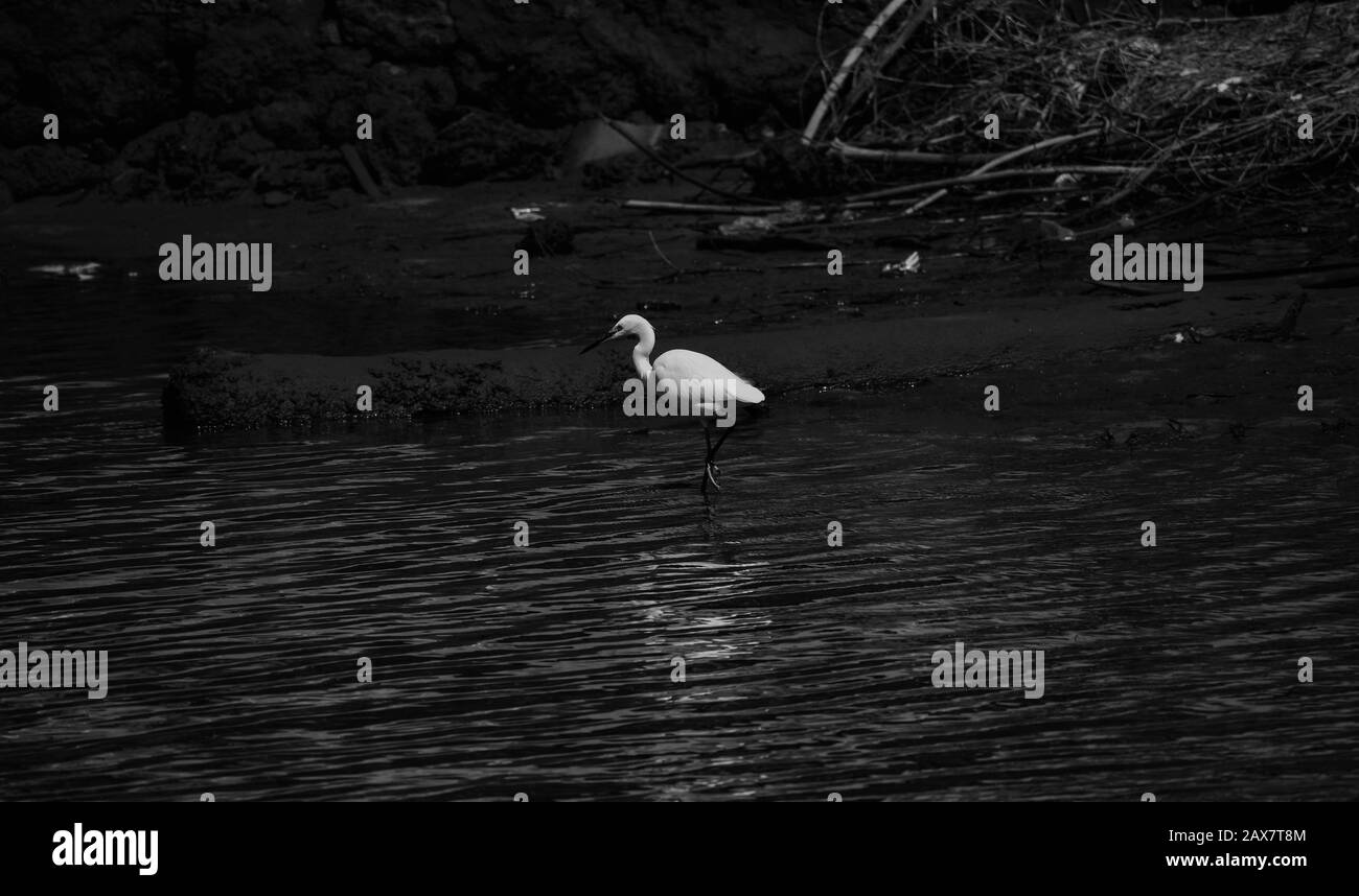 snow egret in marsh waters, black and white Stock Photo