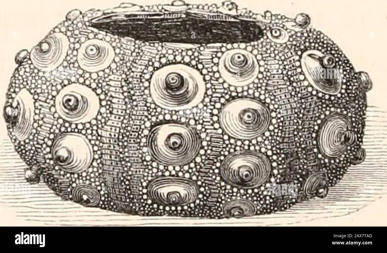 A history of British star-fishes, and other animals of the class Echinodermata . the spine.All the smaller spines are placed on the granules formingradiated borders round the tubercles, the avenues, theanus, and the mouth. This beautiful Urchin was first recorded as British, and i2 148 CIDARITES. figured in Sowerbys Naturalists Miscellany, to which workit was communicated by Alexander MLeay, Esq. who dis-covered it in Zetland. It is there stated that the fishermenfancy it is sometimes seen with spines a foot long. TheZetlanders call it Piper, comparing the spines to the dronesof a bagpipe. My Stock Photo