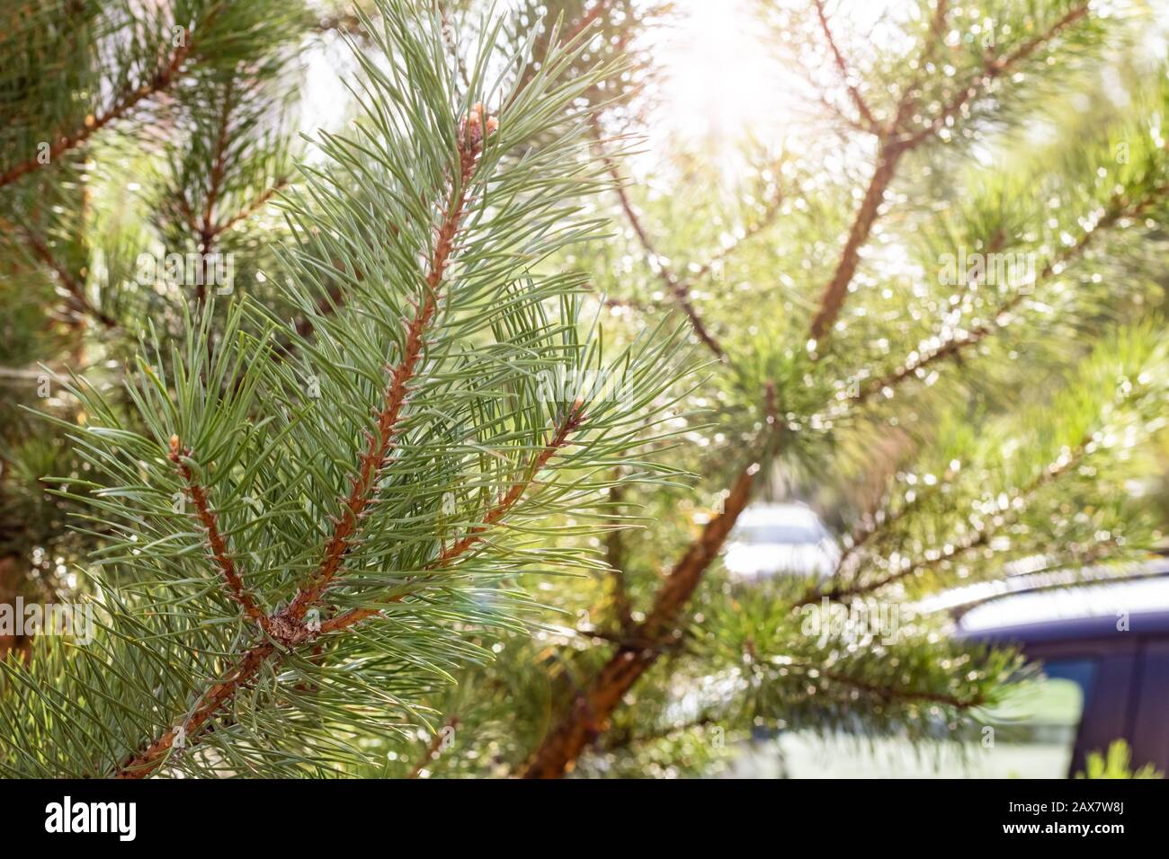 Branches of fir trees in the sun, background for text Stock Photo - Alamy