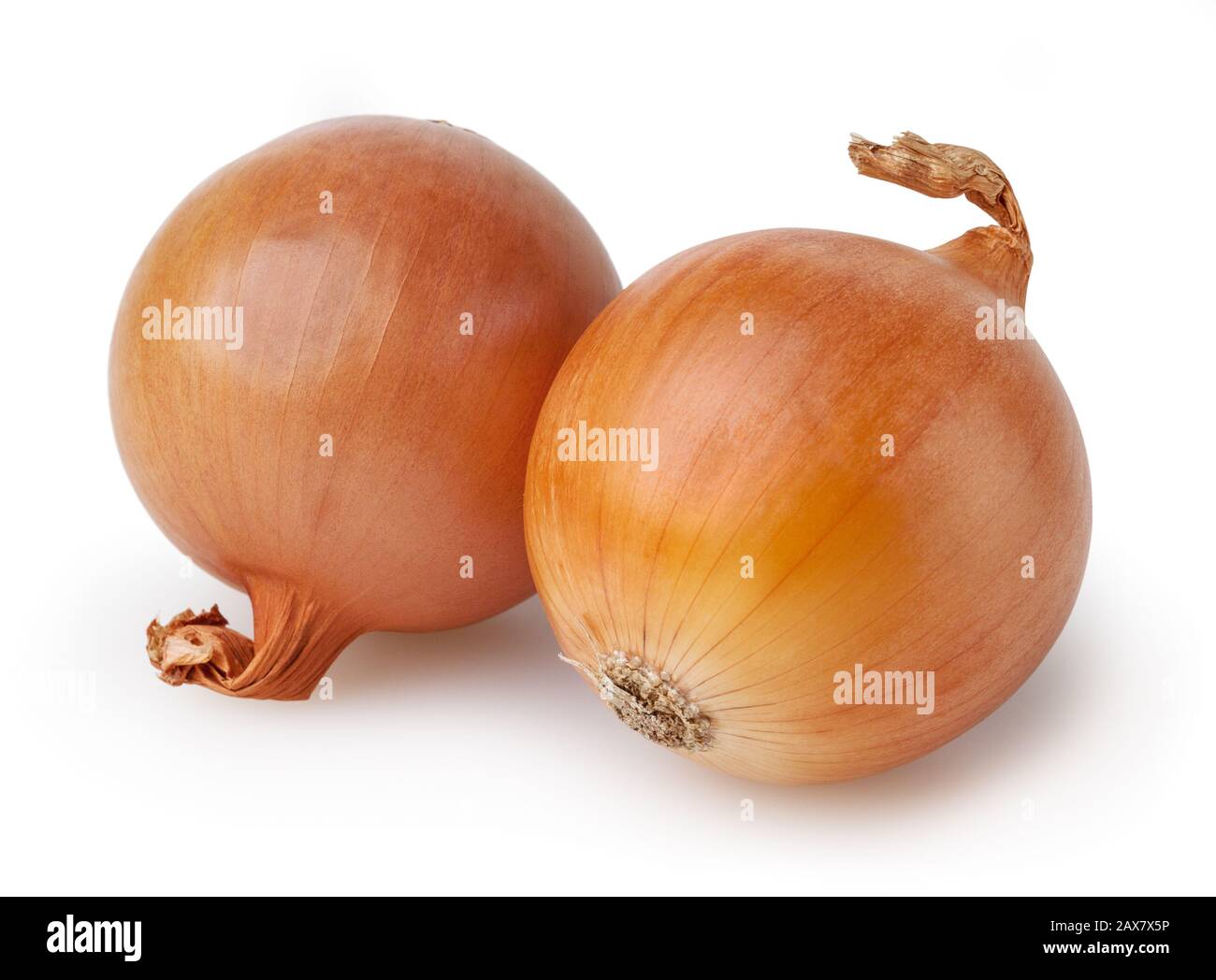 Two onion bulbs isolated on white background with clipping path Stock