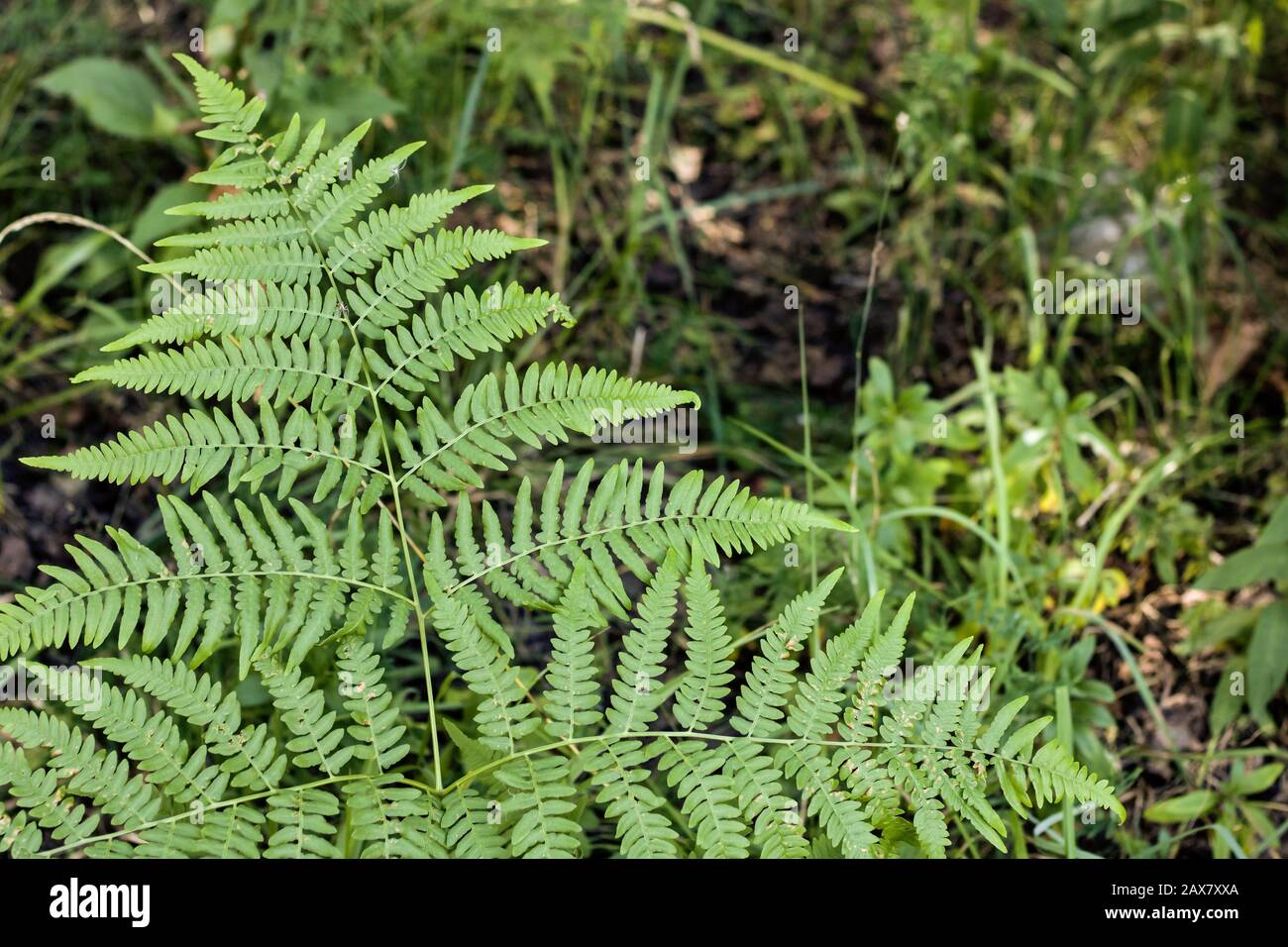 Large branch of fern in the forest against the background of grass, copy space Stock Photo