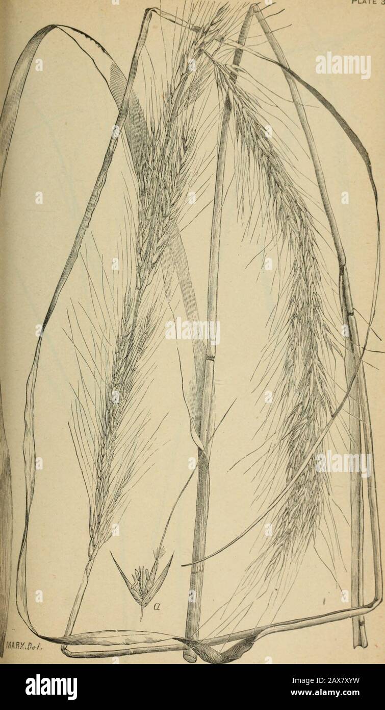 The agricultural grasses and forage plants of the United States; and such foreign kinds as have been introduced . *&gt;WLS-£WG. VA RX.DEL. Aristida purpurea, Awned 1 imch gi Plate 37.. Stipa viridula. Plate 38. Stock Photo