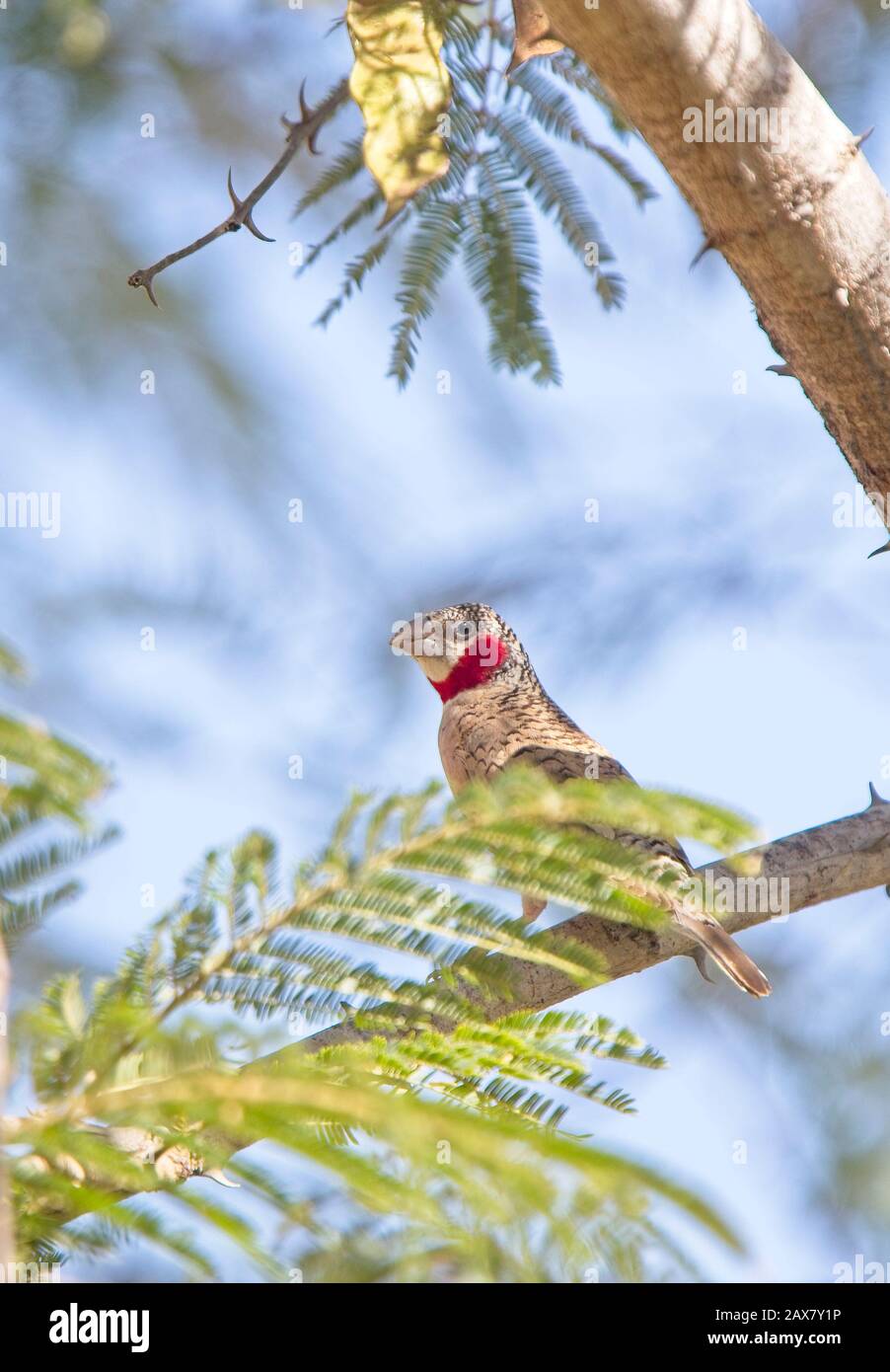 Cut-throat Finch (Amadina fasciata), male perched in a tree, Gambia. Stock Photo