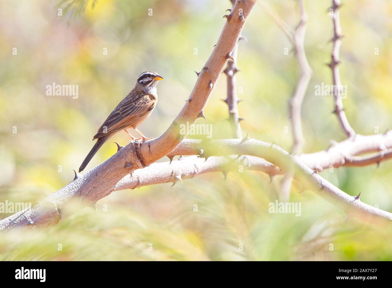 Cinnamon-breasted Bunting (Emberiza tahapisi), male perched in a tree, Gambia. Stock Photo