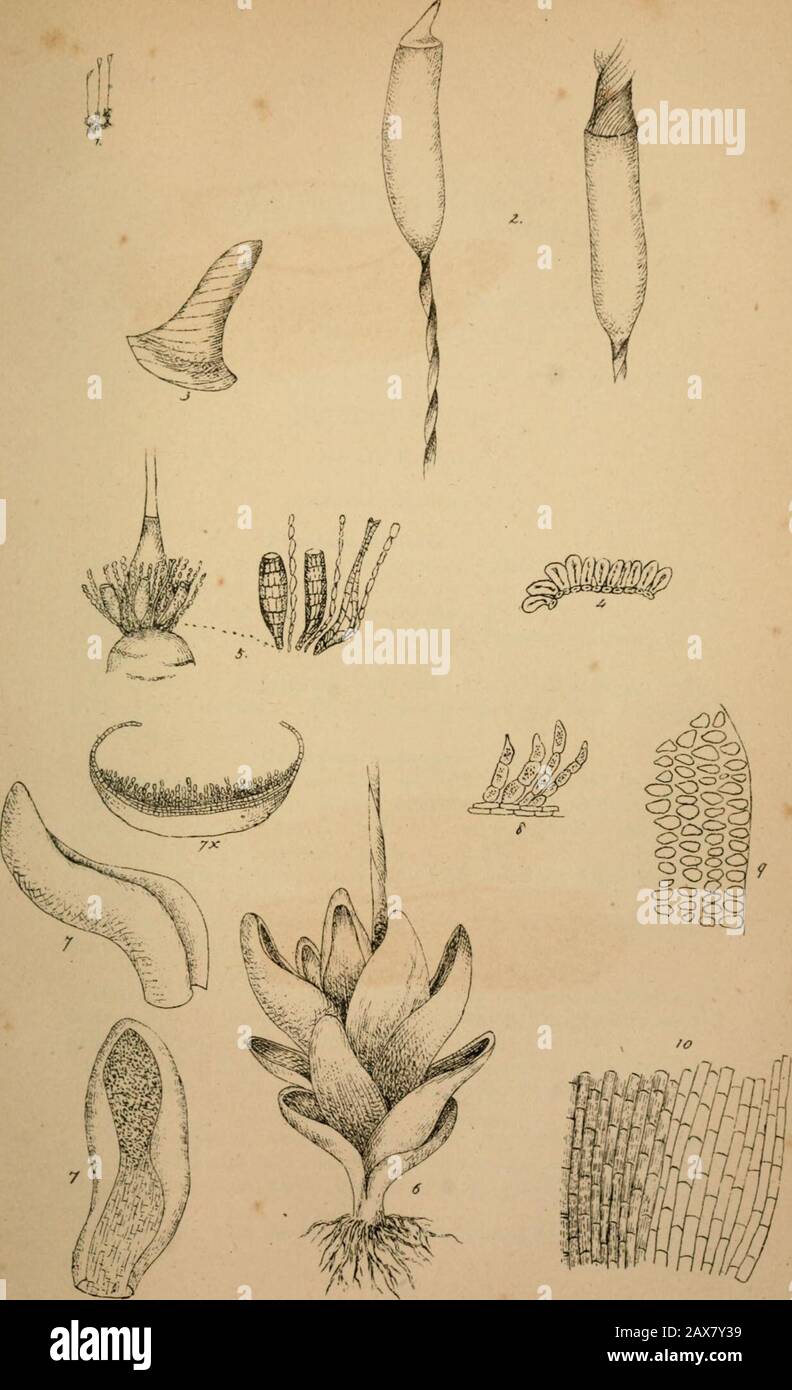 Grevillea . BHETISH XiICHIEMS. i. HEW BRITISH MOSS. No. 23.] [May, 1874. (SttvilUi, A MONTHLY RECORD OF CRYPTOGAMIC BOTANYAND ITS LITERATURE. BRITISH FUNGI. By the Editor.(Continued from Page 139J Puccinia Bistortae,. B.C. Spots none ; sori scattered, minute, numerous, rufous, hypo-phyllous, suborbicular, spores ovoid or oblong, obtuse, rounded,bright brown, stem very short.—De Can., Flor. Fr. v. 61. CordaIcon, iv.,/. 61. Libert. Exs., No. 91. Puccinia vivipara, Grev.,MSS. On leaves of Polygonum viviparum, near Mar Lodge. Aug ,1822 (Dr. Greville). On Polygonum Bistorta, near Liverpool.(11. McL Stock Photo