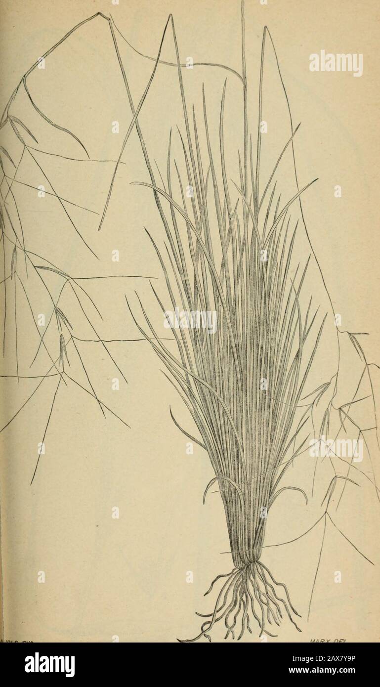 The agricultural grasses and forage plants of the United States; and such foreign kinds as have been introduced . vw^-stu Alopecurus pratexsts. Meadow foxtail. Plate 36.. *&gt;WLS-£WG. VA RX.DEL. Aristida purpurea, Awned 1 imch gi Plate 37. Stock Photo