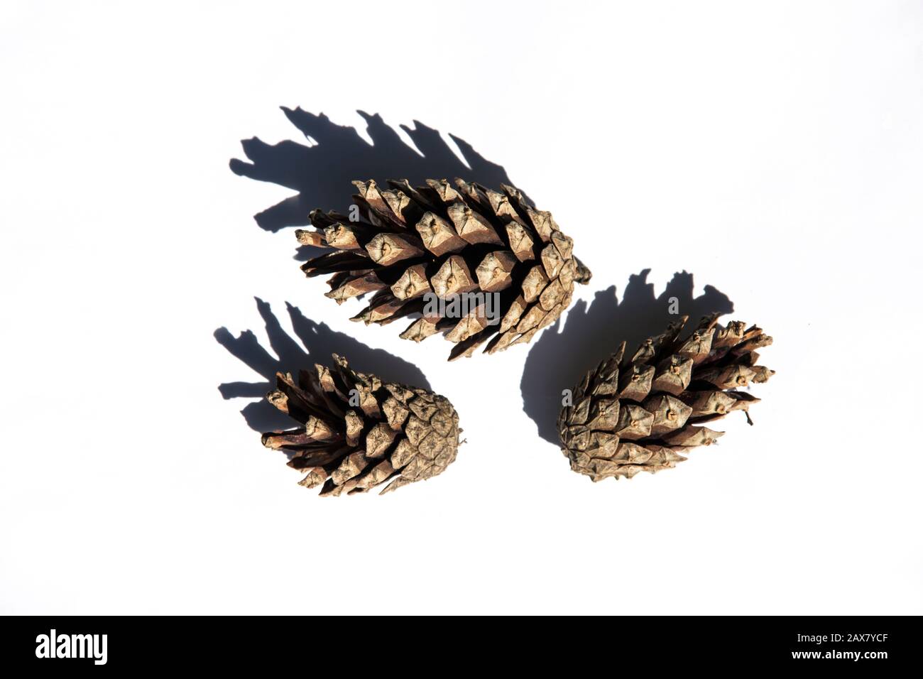 Three pine cones on white background, isolate, tree seeds Stock Photo