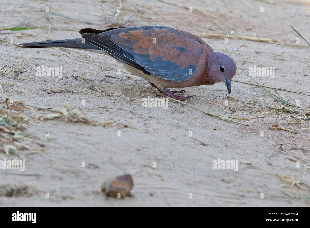 Laughing Dove (Streptopelia senegalensis) on the ground, Tendaba, Gambia. Stock Photo