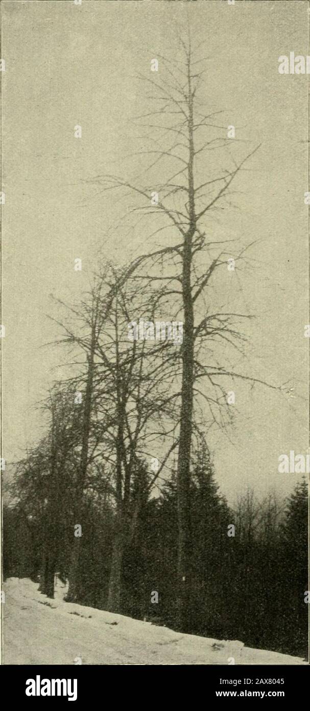 Page 2 Pflanzt High Resolution Stock Photography And Images Alamy