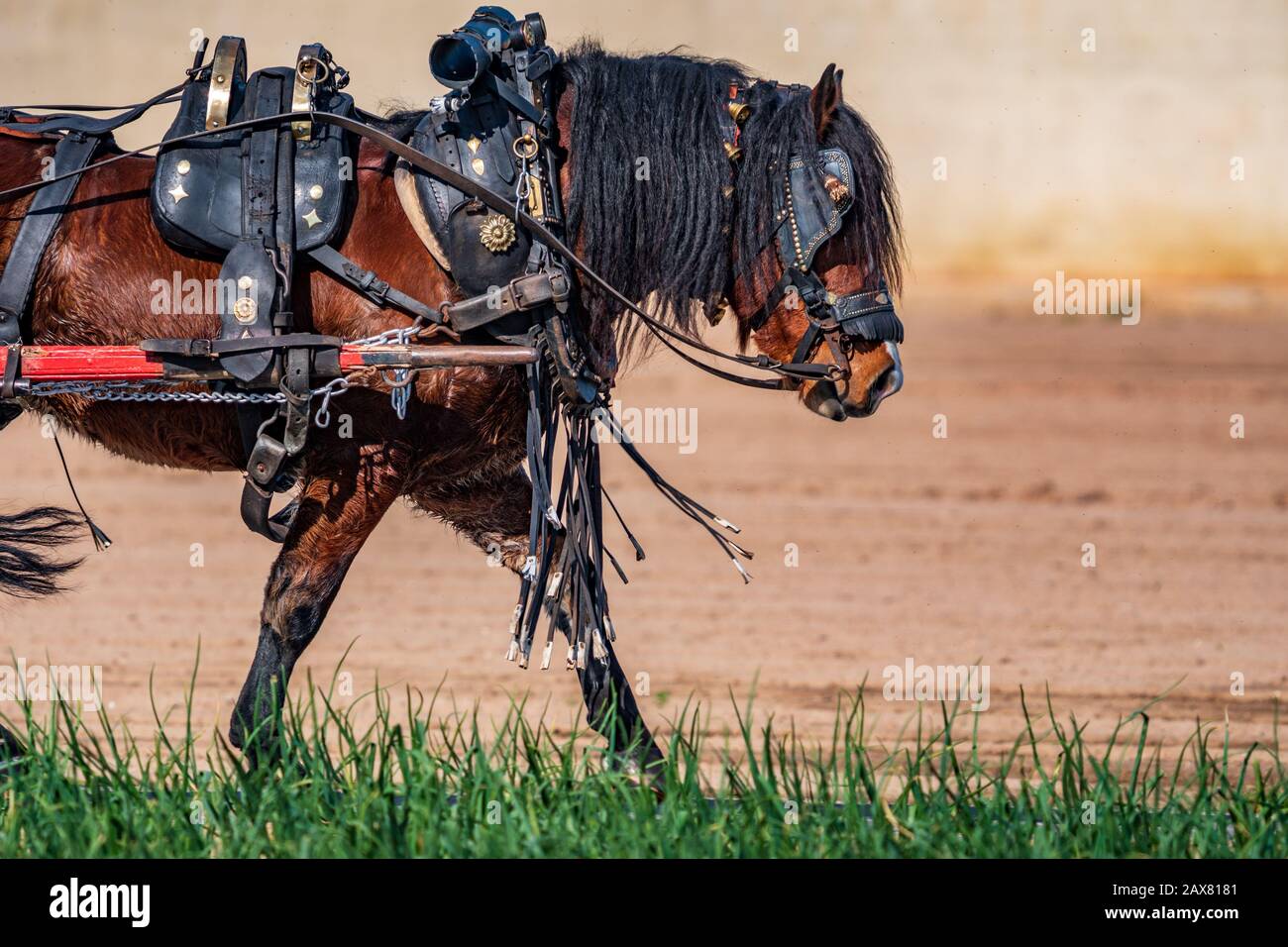 Work horse profile leading a cart over onion field Stock Photo