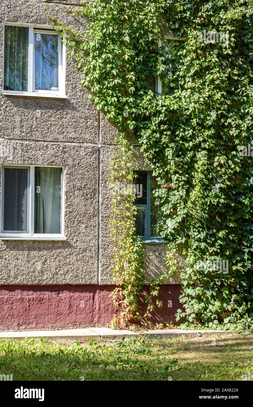 The plant grows on the wall of a building Stock Photo Alamy