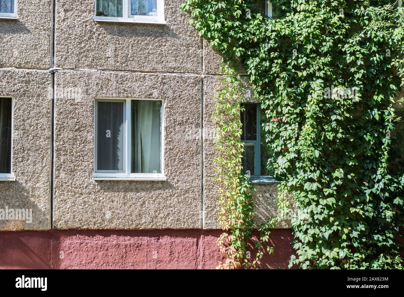 The plant grows on the wall of a building Stock Photo Alamy