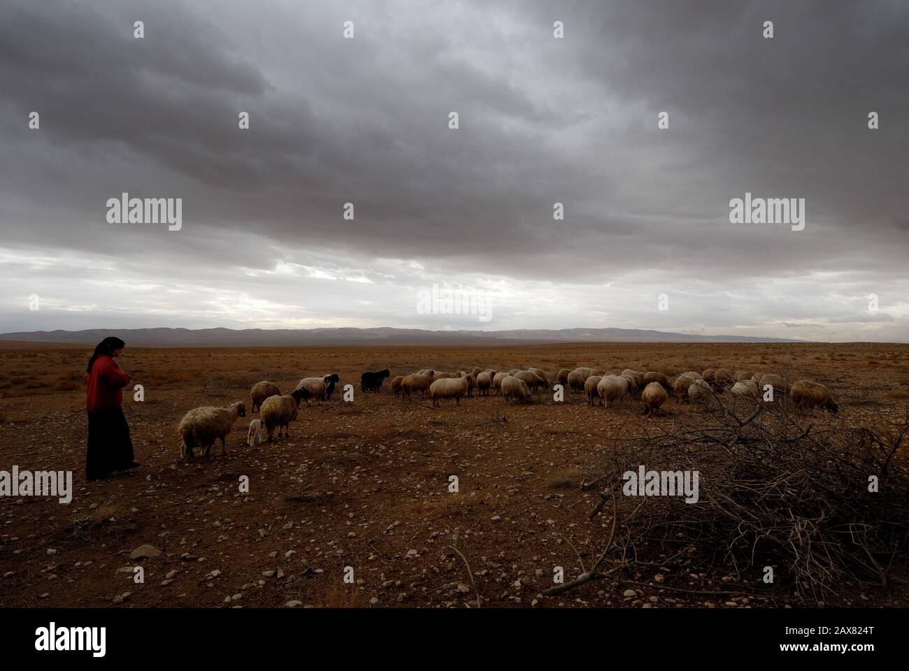 Female shepherd and her livestock, Syria. Stock Photo