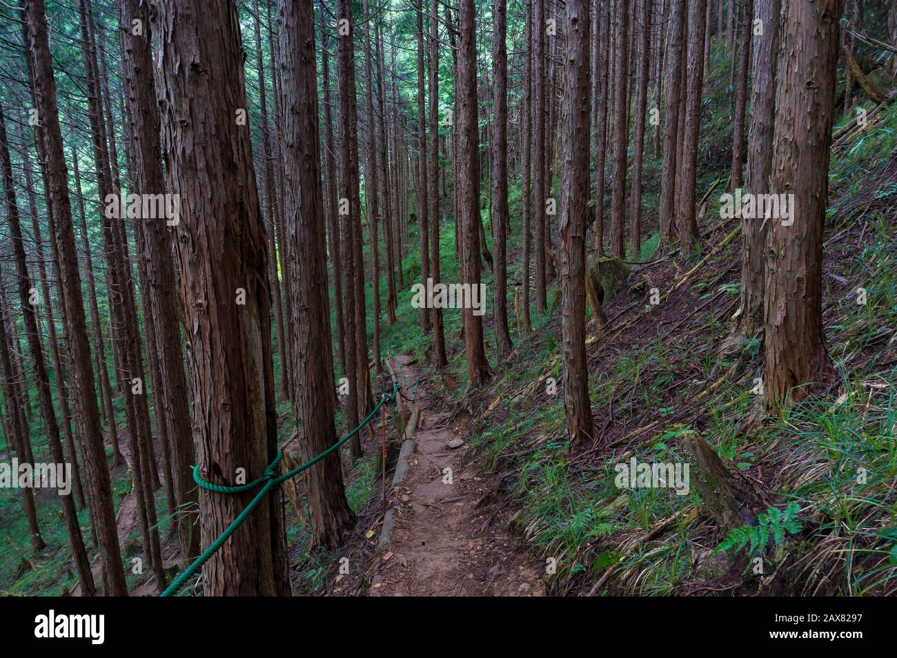 Narrow hiking trail in woods. Tree trunks and dirt path. Trekking in Japan. Nagano prefecture, Japan Stock Photo
