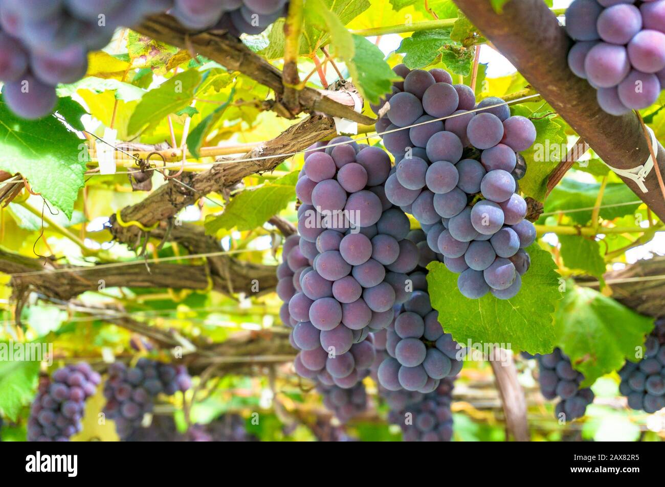 Vines with ripe grape against bright green leaves on sunny day. Vineyard harvest time. Grape close up Stock Photo