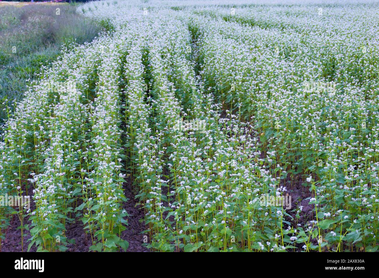 Buckwheat field. Flowering buckwheat plant on farm. Agriculture