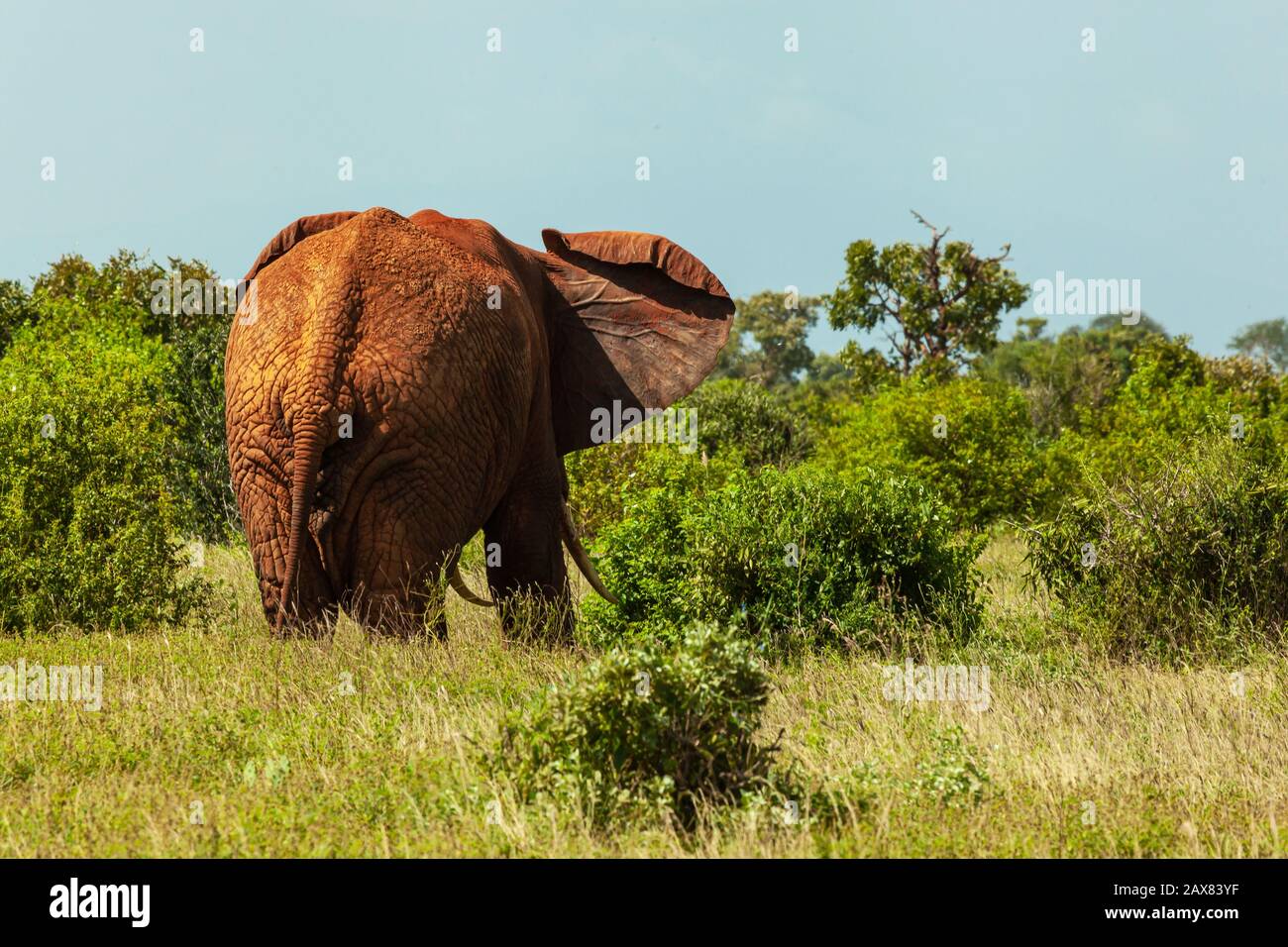 African Bush Elephant Adult Male Tsavo East National Park Kenya